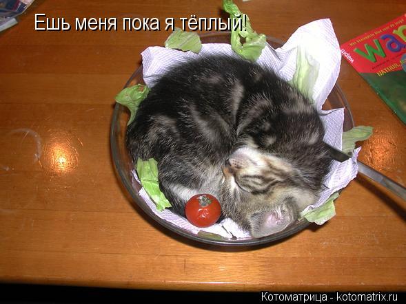 Ешь меня пока я тёплый!... Котоматрица: Ешь меня пока я тёплый!