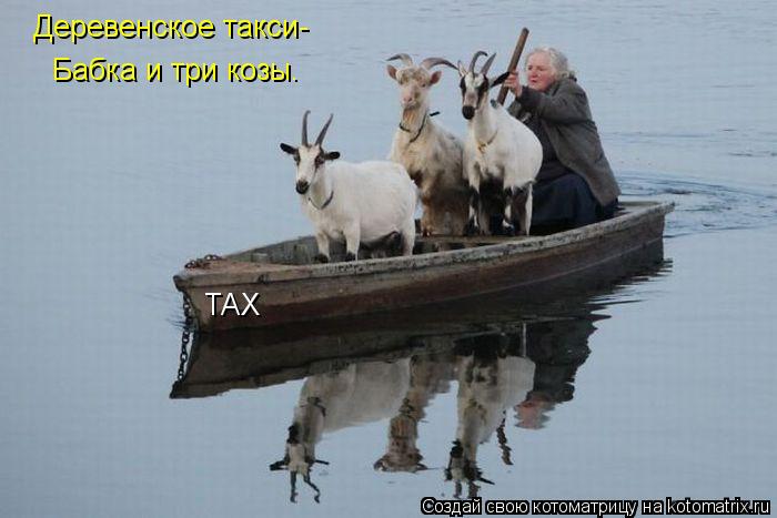 Котоматрица: Деревенское такси- Бабка и три козы. ТАХ