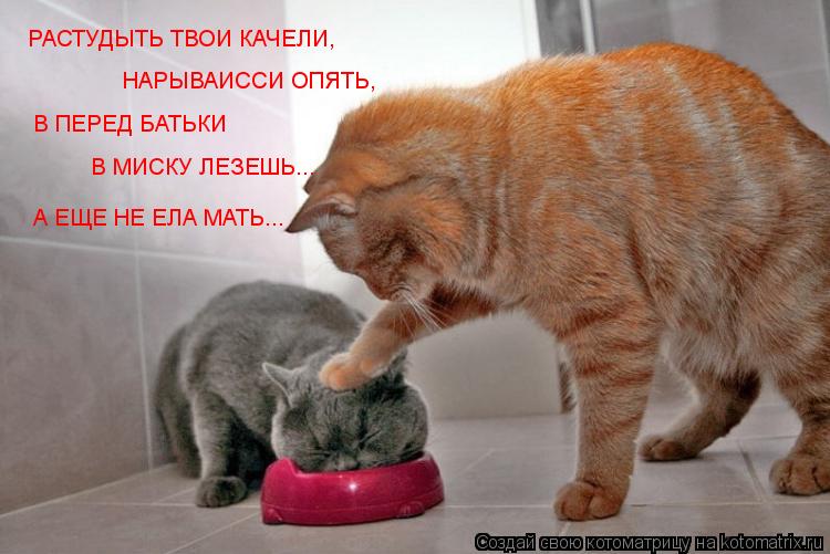 Котоматрица: РАСТУДЫТЬ ТВОИ КАЧЕЛИ, НАРЫВАИССИ ОПЯТЬ, В ПЕРЕД БАТЬКИ  В МИСКУ ЛЕЗЕШЬ... А ЕЩЕ НЕ ЕЛА МАТЬ...
