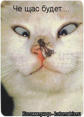 Котоматрица: Че щас будет....