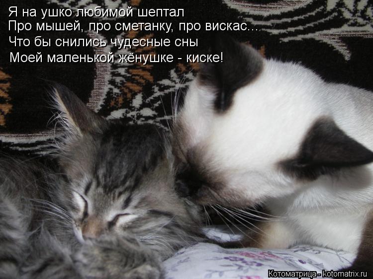 Я на ушко любимой шептал Про мышей, про сметанку, про вискас... Что бы снились чудесные сны Моей мале... Котоматрица: Я на ушко любимой шептал Про мышей, про сметанку, про вискас... Что бы снились чудесные сны Моей маленькой жёнушке - киске!