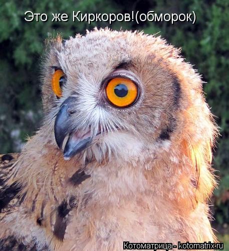 Это же Киркоров!(обморок)... Котоматрица: Это же Киркоров!(обморок)