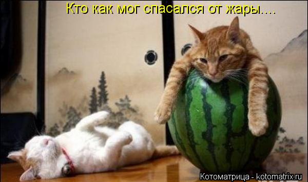 Кто как мог спасался от жары....... Котоматрица: Кто как мог спасался от жары....