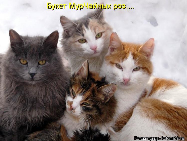 Котоматрица: Букет МурЧайных роз....