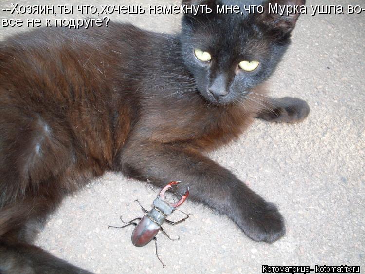 --Хозяин,ты что,хочешь намекнуть мне,что Мурка ушла во- все не к подруге?... Котоматрица: --Хозяин,ты что,хочешь намекнуть мне,что Мурка ушла во- все не к подруге?