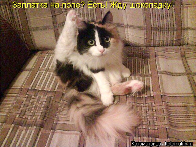 Заплатка на попе? Есть! Жду шоколадку!... Котоматрица: Заплатка на попе? Есть! Жду шоколадку!