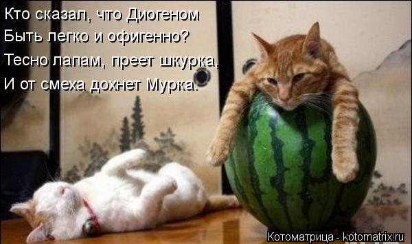 Кто сказал, что Диогеном Быть легко и офигенно? Тесно лапам, преет шкурка, И от смеха дохнет Мурка.... Котоматрица: Кто сказал, что Диогеном Быть легко и офигенно? Тесно лапам, преет шкурка, И от смеха дохнет Мурка.