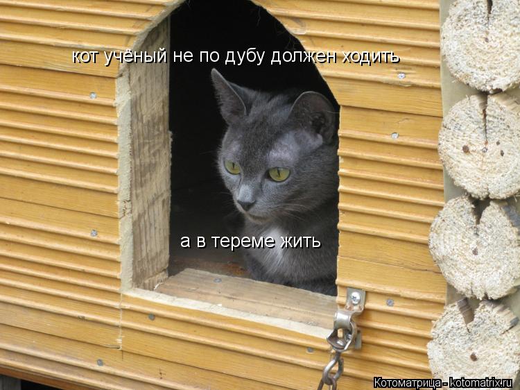 кот учёный не по дубу должен ходить а в тереме жить... Котоматрица: кот учёный не по дубу должен ходить а в тереме жить