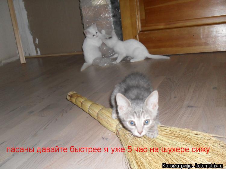 Котоматрица: пасаны давайте быстрее я уже 5 час на шухере сижу
