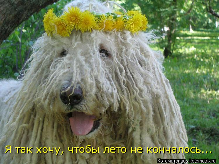 Я так хочу, чтобы лето не кончалось...... Котоматрица: Я так хочу, чтобы лето не кончалось...