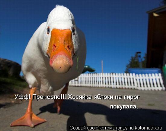 Уфф! Пронесло!!! Хозяйка яблоки на пирог покупала...... Котоматрица: Уфф! Пронесло!!! Хозяйка яблоки на пирог покупала...
