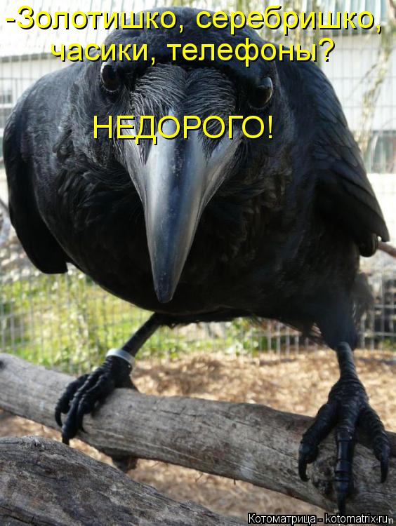-Золотишко, серебришко, часики, телефоны? НЕДОРОГО!... Котоматрица: -Золотишко, серебришко, часики, телефоны? НЕДОРОГО!