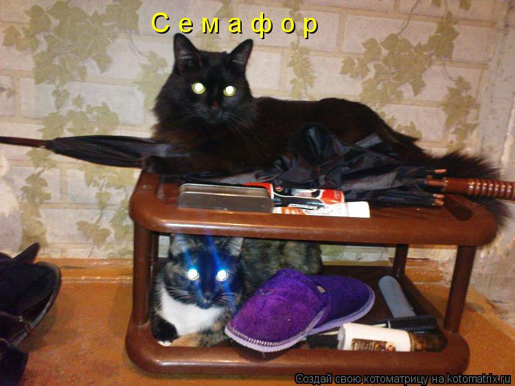 Котоматрица: С е м а ф о р