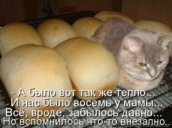 Котоматрица: - А было вот так же тепло... И нас было восемь у мамы... Всё, вроде, забылось давно... Но вспомнилось что-то внезапно...