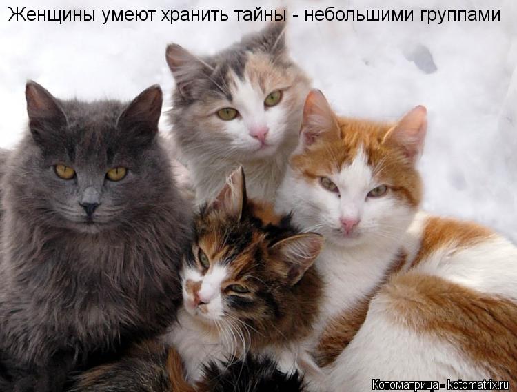 Котоматрица: Женщины умеют хранить тайны - небольшими группами