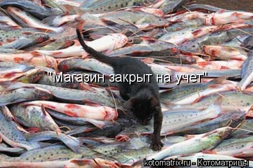 "Магазин закрыт на учет"... Котоматрица: "Магазин закрыт на учет"