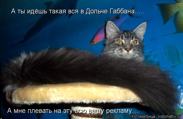 Котоматрица: А ты идёшь такая вся в Дольче Габбана..... А мне плевать на эту всю вашу рекламу....