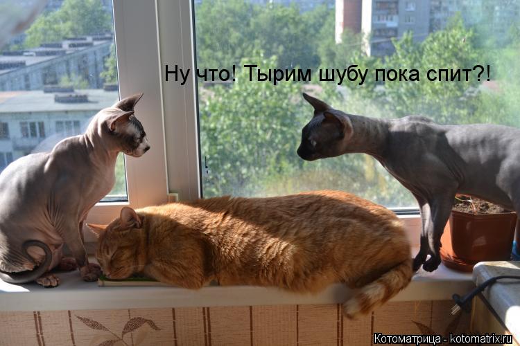 Котоматрица: Ну что! Тырим шубу пока спит?!