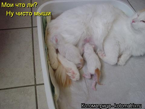 Мои что ли? Ну чисто мыши... Котоматрица: Мои что ли? Ну чисто мыши