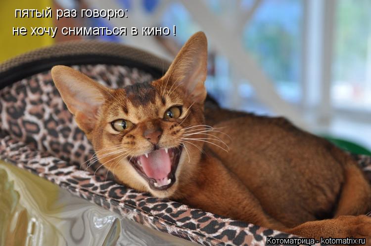 Котоматрица: пятый раз говорю: не хочу сниматься в кино !