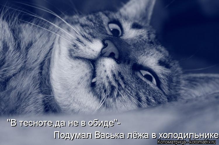 "В тесноте,да не в обиде"- Подумал Васька лёжа в холодильнике... Котоматрица: "В тесноте,да не в обиде"- Подумал Васька лёжа в холодильнике