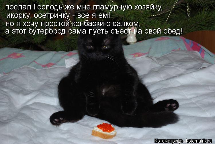 послал Господь же мне гламурную хозяйку, икорку, осетринку - все я ем! но я хочу простой колбаски с ... Котоматрица: послал Господь же мне гламурную хозяйку, икорку, осетринку - все я ем! но я хочу простой колбаски с салком, а этот бутерброд сама пусть съест
