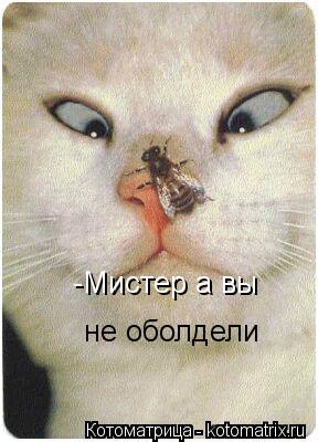 Котоматрица: -Мистер а вы  не оболдели