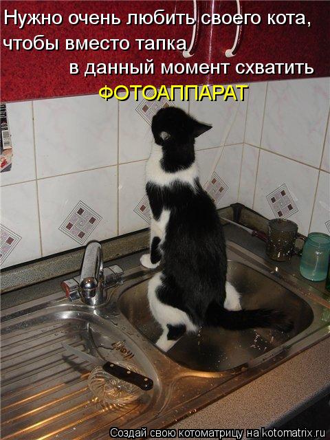 Нужно очень любить своего кота, чтобы вместо тапка в данный момент схватить ФОТОАППАРАТ... Котоматрица: Нужно очень любить своего кота, чтобы вместо тапка в данный момент схватить ФОТОАППАРАТ