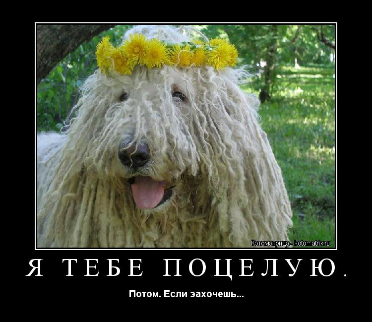 Котоматрица: Я тебе поцелую. Потом. Если эахочешь...