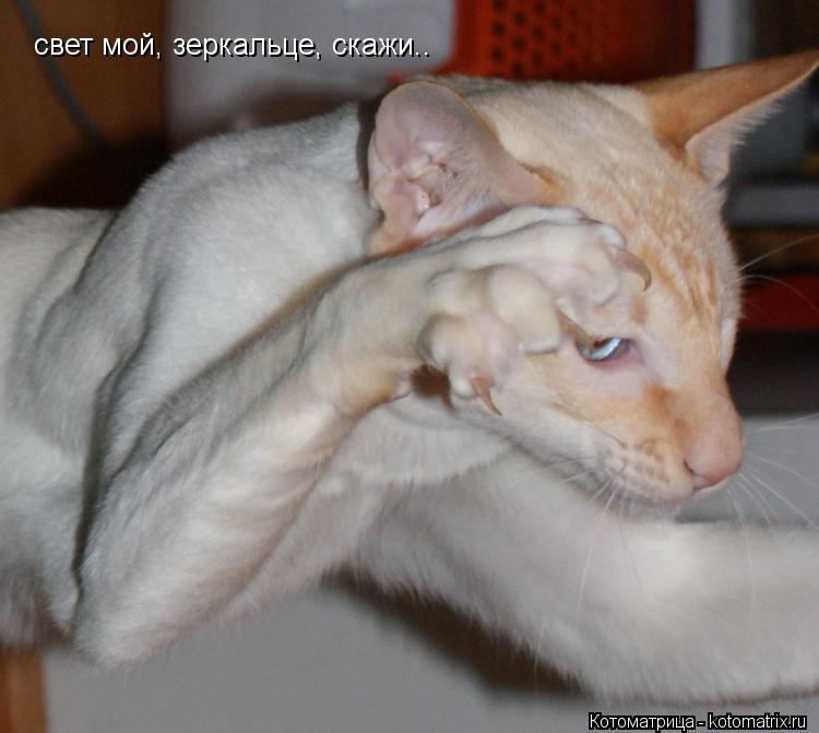 Котоматрица: свет мой, зеркальце, скажи..