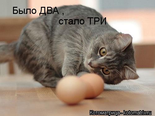 Котоматрица: Было ДВА , стало ТРИ