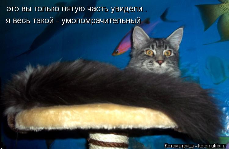 Котоматрица: это вы только пятую часть увидели.. я весь такой - умопомрачительный