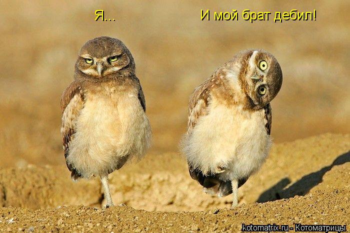 Котоматрица: Я... И мой брат дебил!