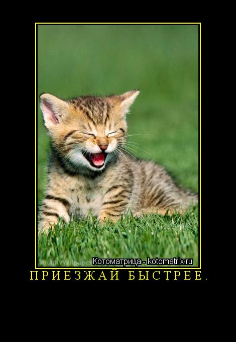 Приезжай быстрее. ... Котоматрица: Приезжай быстрее.