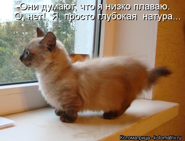 -Они думают, что я низко плаваю. О, нет! Я просто глубокая натура...... Котоматрица: -Они думают, что я низко плаваю. О, нет! Я просто глубокая натура...