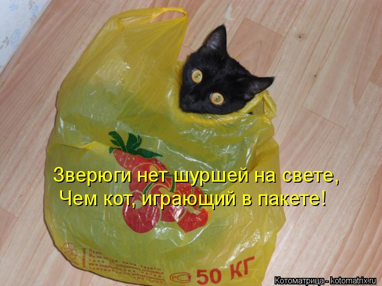 Котоматрица: Зверюги нет шуршей на свете, Чем кот, играющий в пакете!