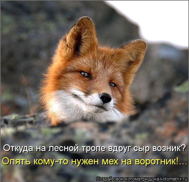 Котоматрица: Откуда на лесной тропе вдруг сыр возник? Опять кому-то нужен мех на воротник!...
