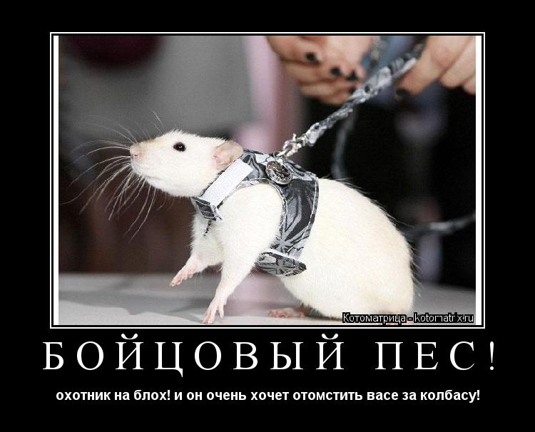 бойцовый пес! охотник на блох! и он очень хочет отомстить васе за колбасу!... Котоматрица: бойцовый пес! охотник на блох! и он очень хочет отомстить васе за колбасу!