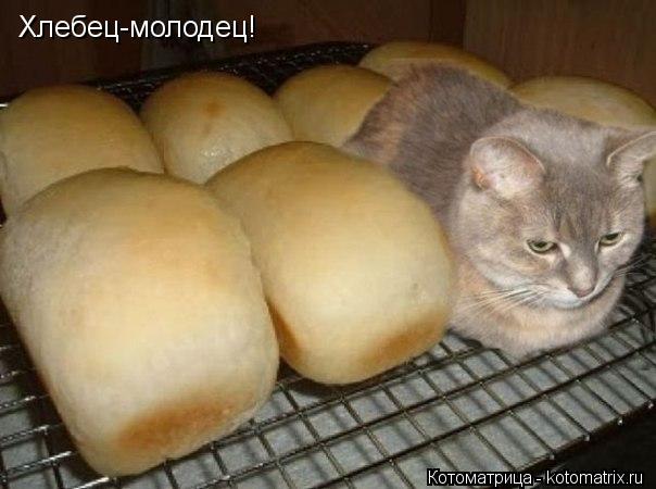 Хлебец-молодец!... Котоматрица: Хлебец-молодец!