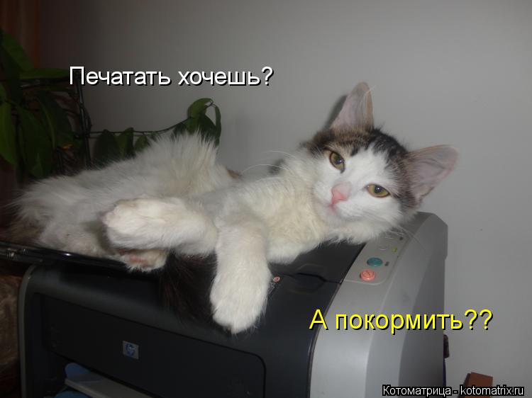 Котоматрица: Печатать хочешь? А покормить??