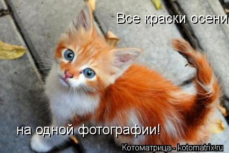 Все краски осени на одной фотографии!... Котоматрица: Все краски осени на одной фотографии!