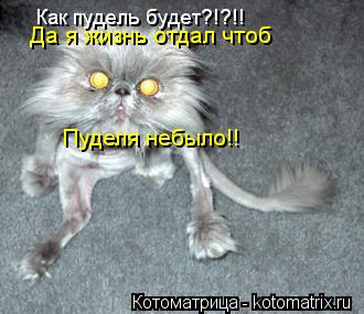 Как пудель будет?!?!! Пуделя небыло!! Да я жизнь отдал чтоб... Котоматрица: Как пудель будет?!?!! Пуделя небыло!! Да я жизнь отдал чтоб