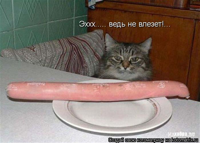 Эххх..... ведь не влезет!...... Котоматрица: Эххх..... ведь не влезет!...