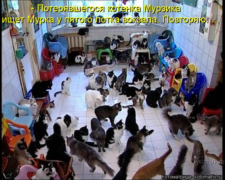 - Потерявшегося котенка Мурзика ищет Мурка у пятого лотка вокзала. Повторяю........ Котоматрица: - Потерявшегося котенка Мурзика ищет Мурка у пятого лотка вокзала. Повторяю.....