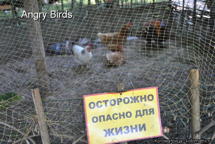 Angry Birds.... Котоматрица: Angry Birds.