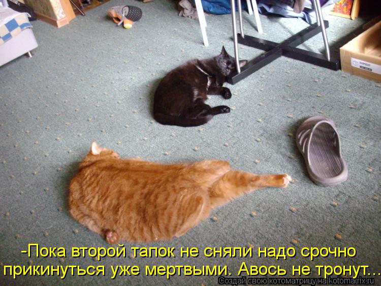 Котоматрица: -Пока второй тапок не сняли надо срочно прикинуться уже мертвыми. Авось не тронут...