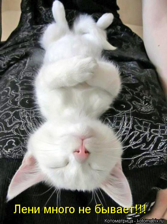 Лени много не бывает!!!... Котоматрица: Лени много не бывает!!!
