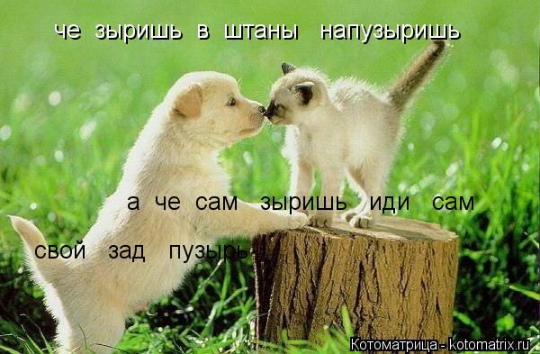 че зыришь в штаны напузыришь а че сам зыришь иди сам свой зад пузырь... Котоматрица: че зыришь в штаны напузыришь а че сам зыришь иди сам свой зад пузырь