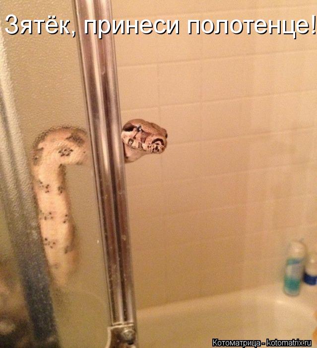 Котоматрица: Зятёк, принеси полотенце!