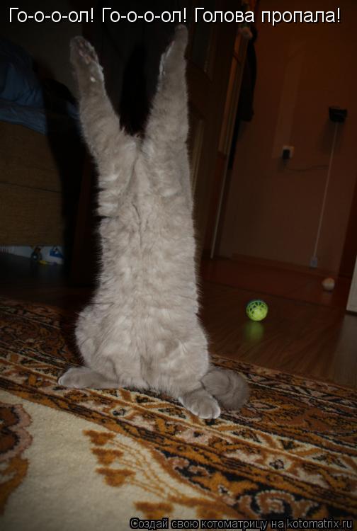 Го-о-о-ол! Го-о-о-ол! Голова пропала!... Котоматрица: Го-о-о-ол! Го-о-о-ол! Голова пропала!